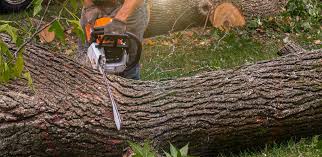 Best Tree Removal Service  in Franklin, NC